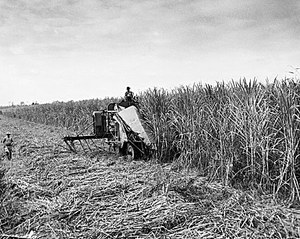 农民,收获,甘蔗,作物,联合收割机,土地,路易斯安那,美国