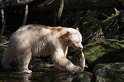 白灵熊,美洲黑熊,灵熊,粉色,三文鱼,太平洋鲑属,大熊雨林,不列颠哥伦比亚省,加拿大