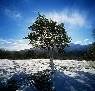 树,积雪,风景,爱尔兰