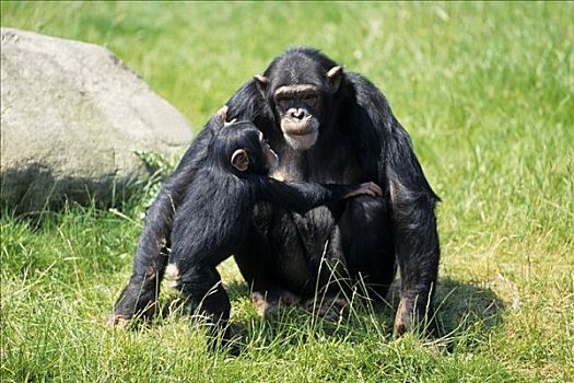 普通,黑猩猩,类人猿,幼仔