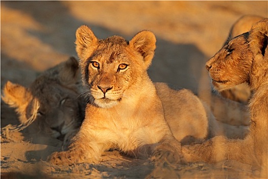 非洲狮,幼兽