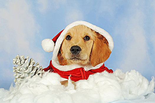 金毛猎犬,小狗,8星期大,躺着,云,圣诞帽