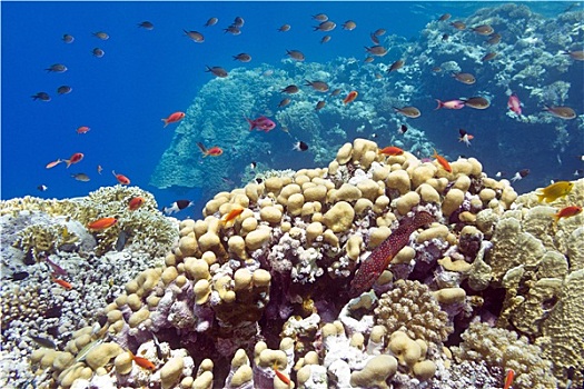 珊瑚礁,珊瑚,仰视,热带,海洋,蓝色背景,水,背景