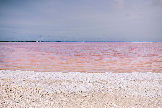 粉色,盐湖,白色,泡沫,博奈尔岛,岛屿