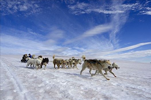格陵兰,狗,拉拽,雪橇,上方,雪