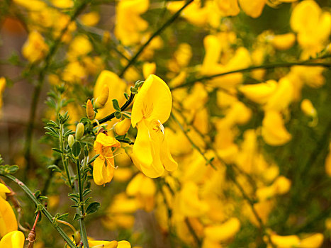 可爱,金色,黄色,金雀花,植物,春天,亮光