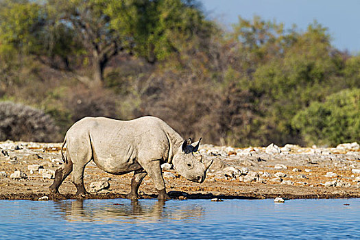 黑犀牛,犀牛,雄性,水潭,埃托沙国家公园,纳米比亚,非洲