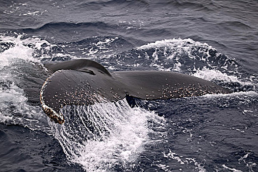 驼背鲸,大翅鲸属,鲸鱼,高处,表面,展示,尾部,鲸尾叶突,德雷克海峡,南极