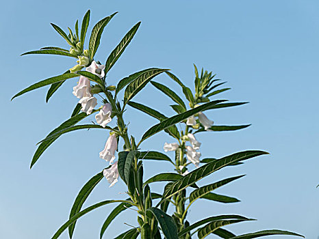 芝麻开花