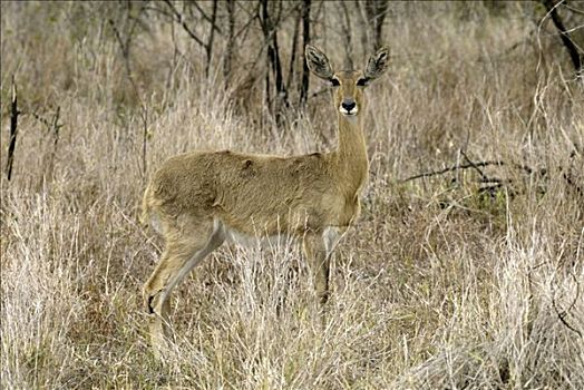 成年,母鹿,南非