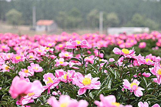 芍药花开