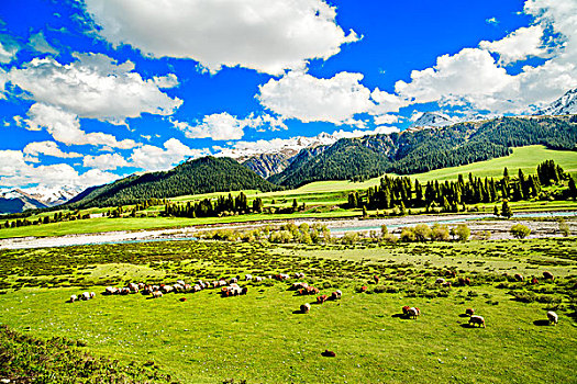 新疆,草原,树林,雪山,河流