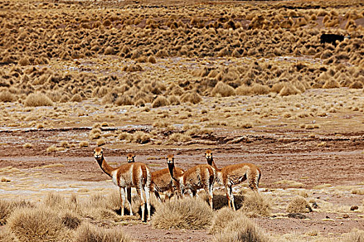 牧群,动物,安第斯山,玻利维亚