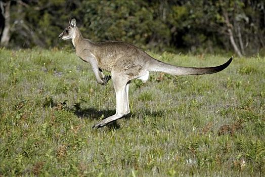 大灰袋鼠,灰袋鼠,跳跃,成年,澳大利亚