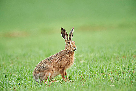 特写,欧洲,棕兔,欧洲野兔,地点,春天,普拉蒂纳特,巴伐利亚,德国