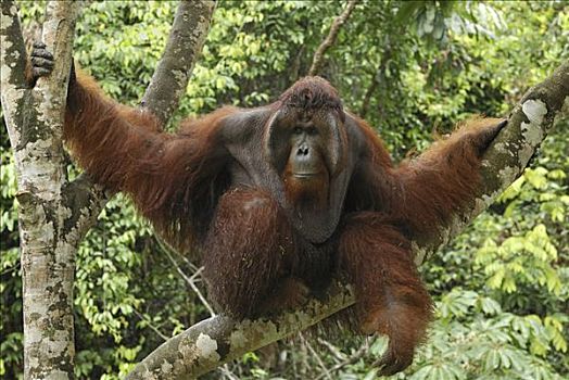 猩猩,黑猩猩,坐,树,檀中埠廷国立公园,印度尼西亚