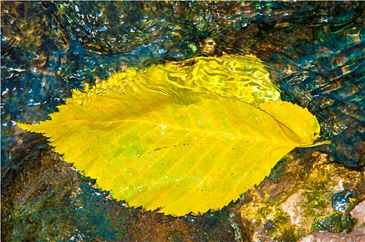 秋叶,水中