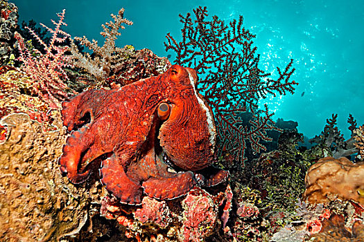 章鱼,真蛸,红色,坐,珊瑚礁,大堡礁,世界遗产,昆士兰,澳大利亚,太平洋