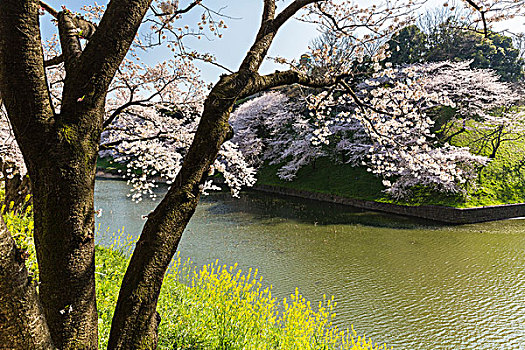 盛开,樱桃树,护城河,公园,靠近,皇宫,东京,日本