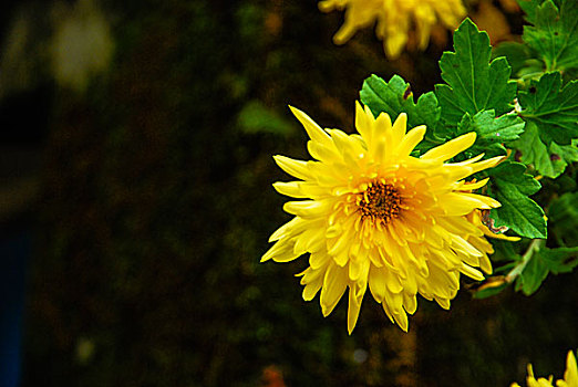 野菊花