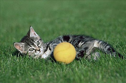 小猫,玩,球