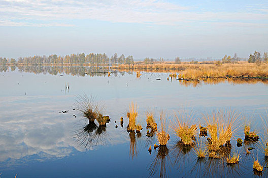 荷兰,荒野,自然保护区,欧洲