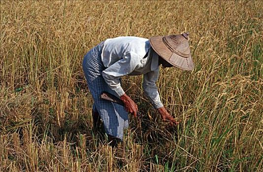 米饭,农民,靠近,缅甸