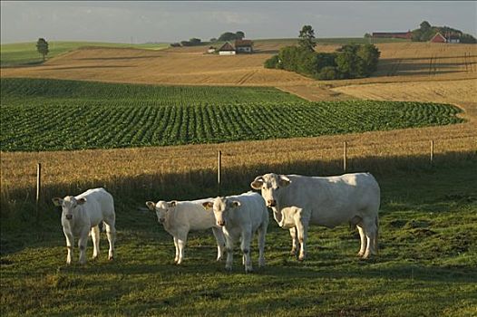 母牛,瑞典,乡村