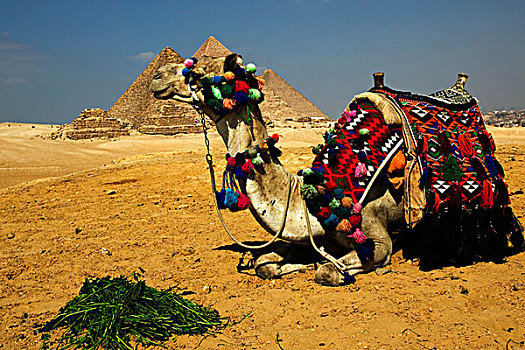 装饰,骆驼,正面,金字塔,吉萨金字塔,埃及,非洲