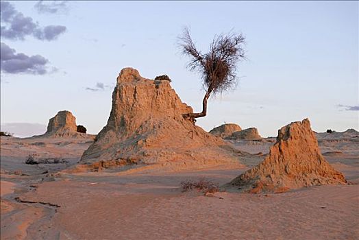 枯木,沙丘,国家公园,新南威尔士,澳大利亚