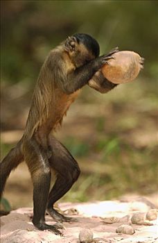 褐色,棕色卷尾猴,举起,重,石头,裂缝,栖息地,巴西