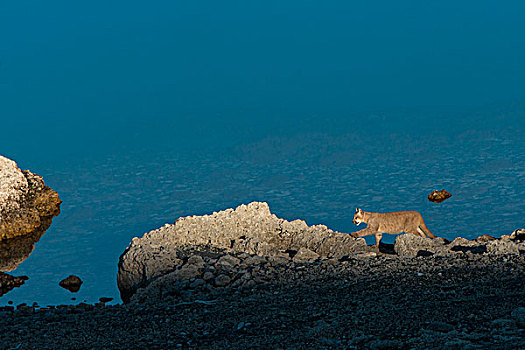 美洲狮,幼兽,7个月,托雷德裴恩国家公园,巴塔哥尼亚,区域,南方,智利