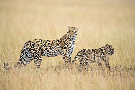 女性,豹,幼兽,热带草原,高,草,马赛马拉,保存,肯尼亚,非洲