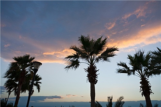 棕榈树,日落,天空