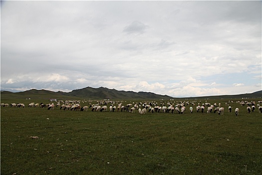 新疆独山子,天山深处的牧人生活