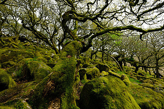 木头,达特姆尔高原,国家公园,老,橡树,德文郡,英国,欧洲