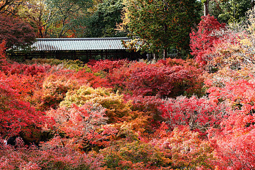 日本京都东福寺