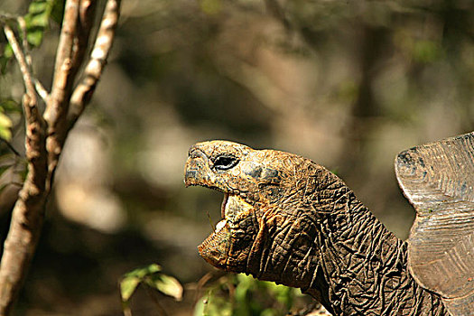 加拉帕戈斯,龟,加拉帕戈斯象龟,加拉帕戈斯群岛,厄瓜多尔