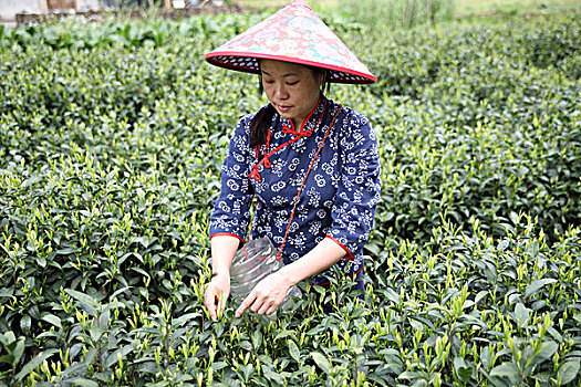 松阳茶场