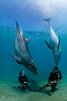 两个,水中呼吸器,潜水,面对,宽吻海豚,海豚,吕宋岛,菲律宾,南海,太平洋