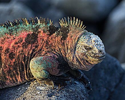 海鬣蜥,加拉帕戈斯群岛,厄瓜多尔,南美