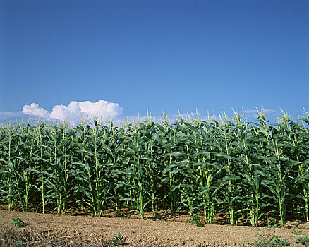 玉米地,蓝天