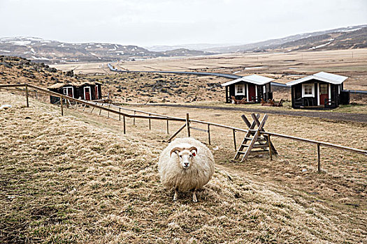 绵羊,地点,农场,冰岛