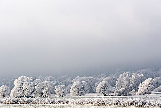 冬季风景,白霜,北方,黑森州,德国,欧洲
