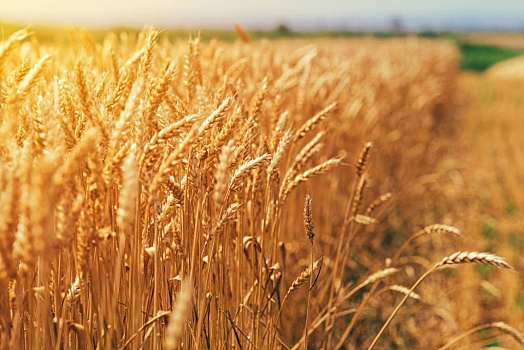 金色,成熟,麦穗,种植,庄稼,地点,谷类作物,就绪,丰收