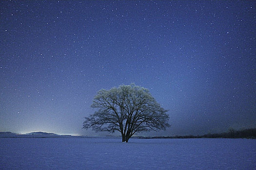 星空,日本,榆树
