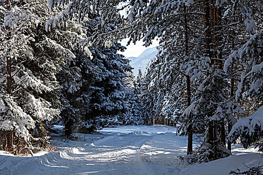 冬季风景,卡林西亚