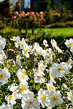 白色,日本银莲花,花园,波兰