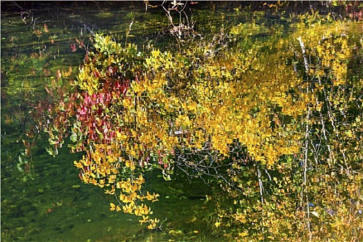 黄叶,秋色,反射,河谷,靠近,华盛顿