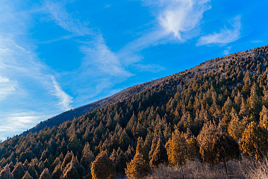 天山,顶上,松林